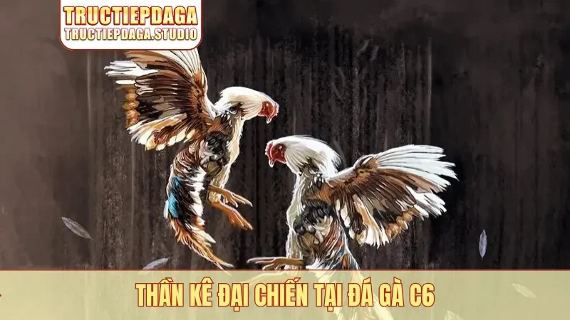 Thần kê đại chiến tại đá gà C6