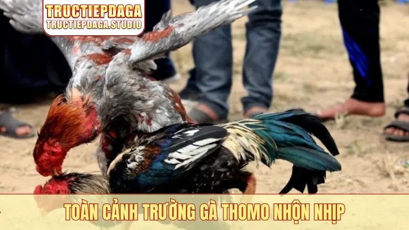 Toàn cảnh trường gà Thomo nhộn nhịp