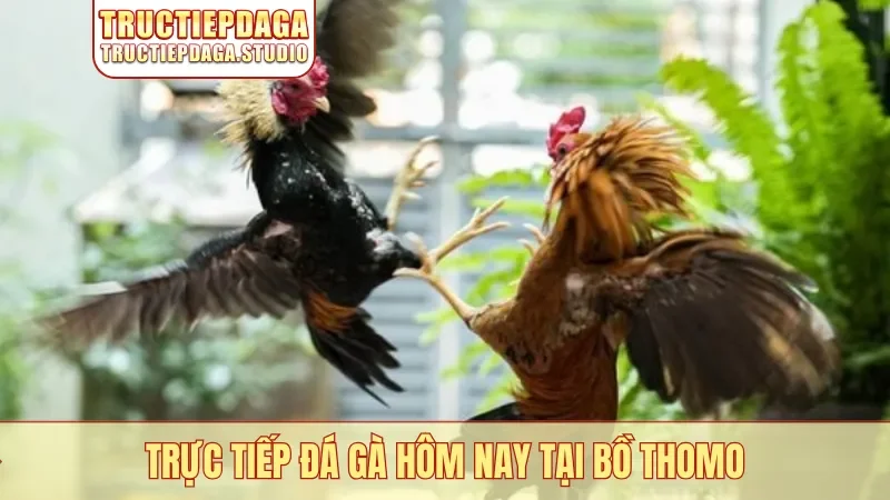 Trực tiếp đá gà hôm nay